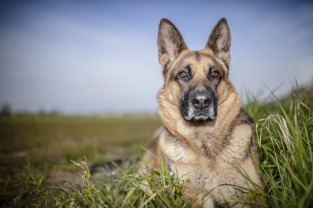 Portrait of a German Shepherd outdoor.の写真素材