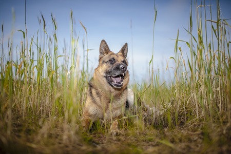 Portrait of a German Shepherd outdoor.の写真素材