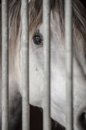 Close-up picture of a white horse behind bars.の写真素材