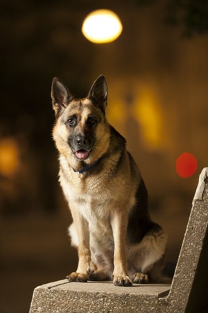 Picture of a German Shepherd posing for camera on the street.の写真素材