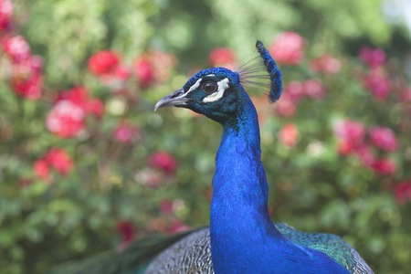 Close portrait of a male peacock with roses in background.の写真素材