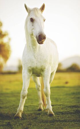 Picture of a horse in the morning light.の写真素材