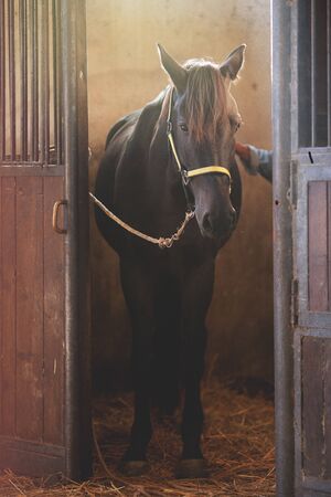 Picture of a horse in a stall.の写真素材