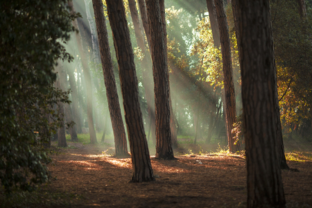Morning lights in the pine forest.の写真素材
