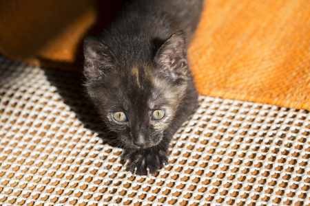 Few weeks old calico cat, kitten hunting.の写真素材