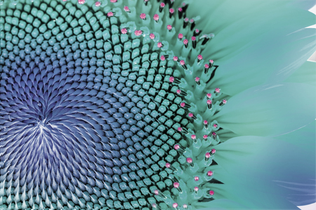Colored flower petalsの写真素材