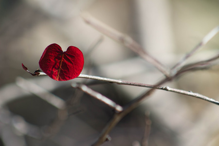 Single Red Heart Leaf on a Fall or winter Branch