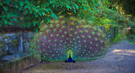 Majestic peacock with full tail unfurled on an autumn day in a garden.の写真素材