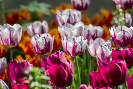 Brilliant vibrant tulip field featuring magenta and white tulips with various other species highlighted by the sun on a spring or summer's day.の写真素材