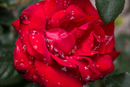 Vivid red rose with large raindrops just after a storm on a spring or summer's day.の写真素材