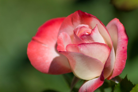 Beautiful sweet blooming multicolored rosebud isolated on a lush green garden background on spring or summer's day.の写真素材
