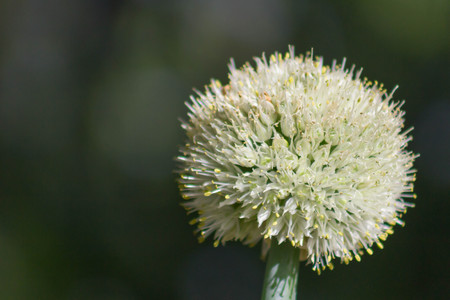 Blooming garden onion plant in the sunlight with left hand copy space.の写真素材