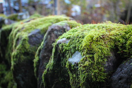 Close up of an ancient stone wall with vibrant green moss growing on it.のeditorial素材