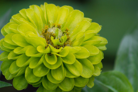 Bright green close-up of a zinnia violacea in the early summer or spring.の写真素材
