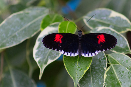 Close-up of a Heliconius Melpomene butterfly or Postman Butterfly on a group of leaves with fresh...