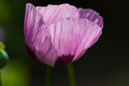 Blooming bright magenta Poppy glowing in the sun.の写真素材