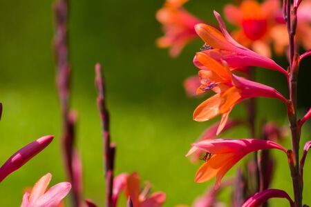 Bright fluorescent pink and orange mixed color Gladiolus flowers with a green backgroundの写真素材