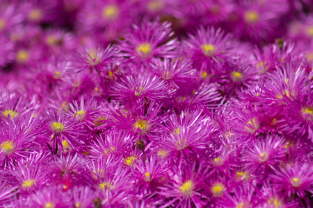Full screen of bright pink Lampranthus flowers, native of South Africa.の写真素材