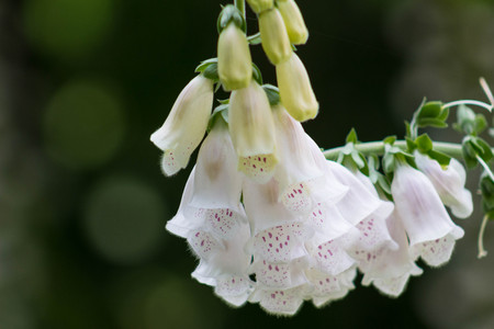 Beautiful leaning stem of Foxglove or Digitalis Purpurea.の写真素材