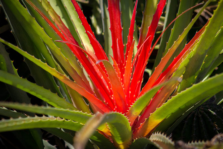 Brilliant fluorescent red, yellow and green cactus plant.の写真素材