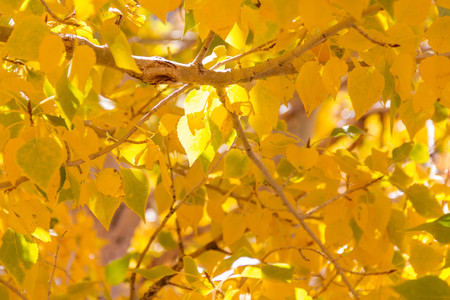 Close-up of Bright golden aspen leaves illuminated by the sun in the early autumn.の写真素材