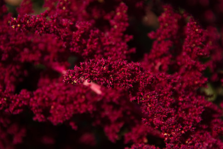 Beautiful vibrant Amaranth plant in full bloom.の写真素材