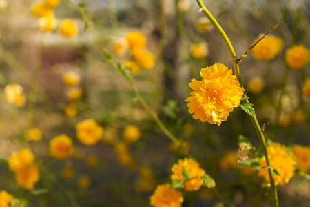Beautiful landscape of marigold flowers in a garden.の写真素材