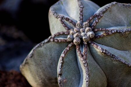 Incredible close-up of an intricately shaped Astrophytum Myriostigma cactus  sometimes called âBishopâs Capâ or âBishopâs Hatâ plant in a desert garden.の写真素材