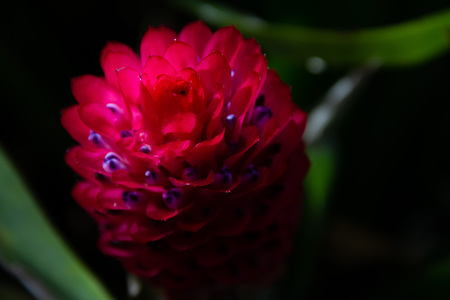 Amazing glowing close-up of a Aechmea or Sky Blue and Pink flower.の写真素材