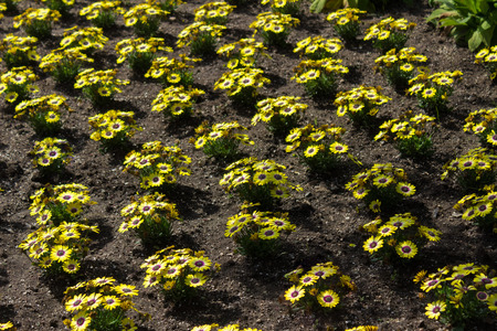 Beautiful plotted flower bed of yellow African Daises.の写真素材