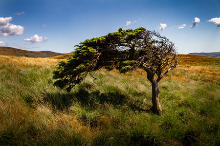 Amazing tree bent by the wind in a field with green and yellow grass.の写真素材
