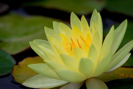 Amazing vibrant bright yellow water lily in a pond in a garden.の写真素材