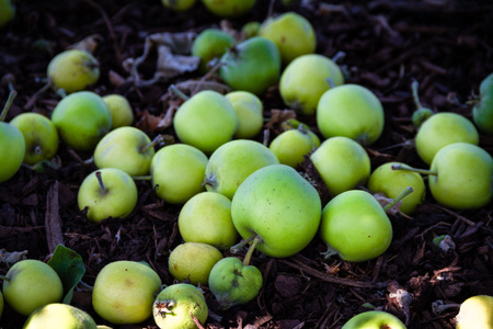 Beautiful pile of green apples on the ground that have fallen from the tree above.の写真素材