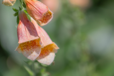 Spectacular close-up stem of Foxglove or Digitalis Purpurea on a bright green background with copy space in a garden.の写真素材