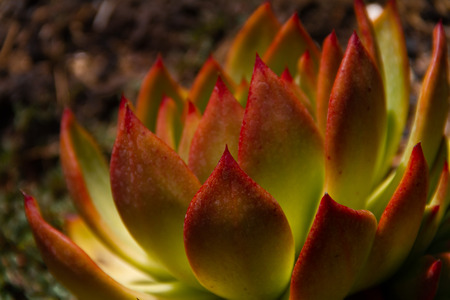 Amazing macro shot of an Echeveria Colorata succulent plant - also known as the Mexican giant in a garden.の写真素材