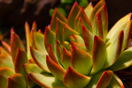 Amazing bright close-up of an Echeveria Colorata succulent plant - also known as the Mexican giant.の写真素材