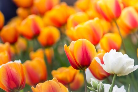 Gorgeous field of orange tulips with one lone white tulip in the spring.の写真素材