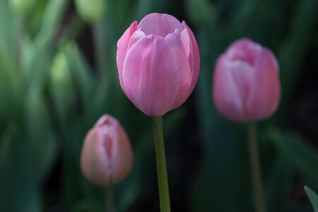 Beautiful Close-up of  three blooming pink tulips on a spring day in a field or meadow.の写真素材