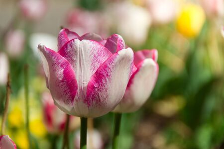 Beautiful pink and white isolated tulip in a brilliant green field during a bright spring or summer dayの写真素材