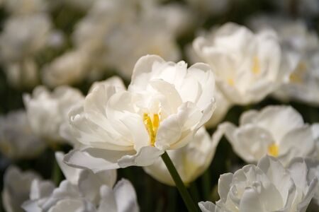 Beautiful field of fully opened white tulips in the early morning sunlight.の写真素材