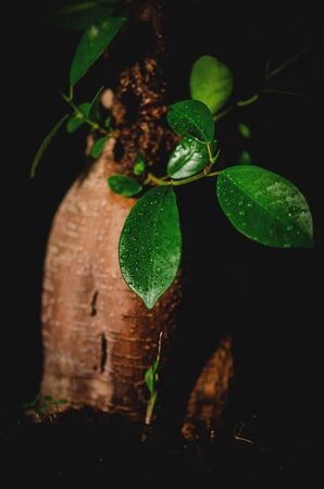 Detail of bonsaiの写真素材