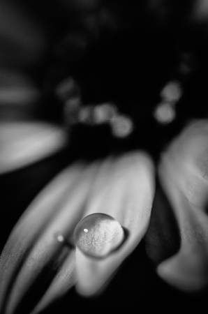 Drop on leafの写真素材