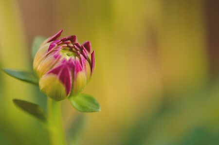 Blossom in the springの写真素材