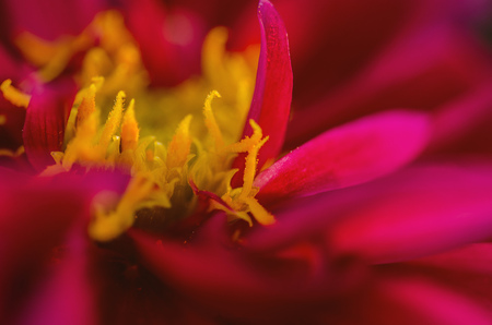 Geranium at sunsetの写真素材