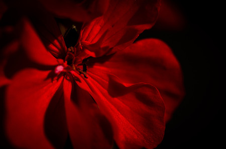 The heart of a red geranium flower in the garden during summer time. Macro is a pistil. Horizontal shooting with natural lightの写真素材