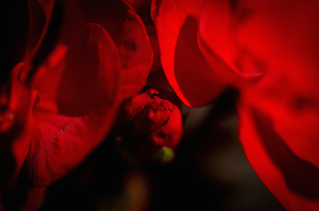 Macro on red geranium flower bud in the garden during summer time. Horizontal shooting with natural lightの写真素材
