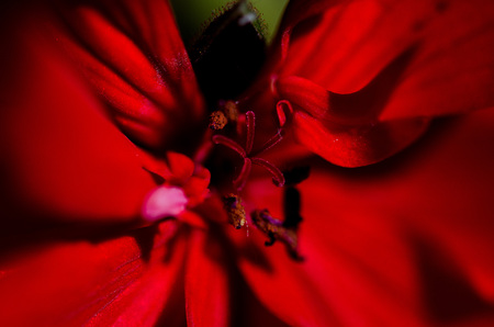 The heart of a red geranium flower in the garden during summer time. Macro is a pistil. Horizontal shooting with natural lightの写真素材