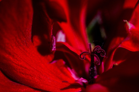 The heart of a red geranium flower in the garden during summer time. Macro is a pistil. Horizontal shooting with natural lightの写真素材