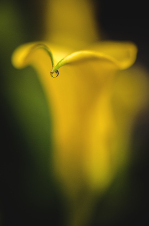 close up of water drop on yellow callaの写真素材