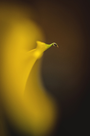 close up of water drop on yellow callaの写真素材